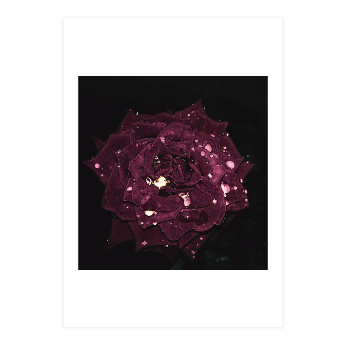 Shining Red Rose (Print Only)