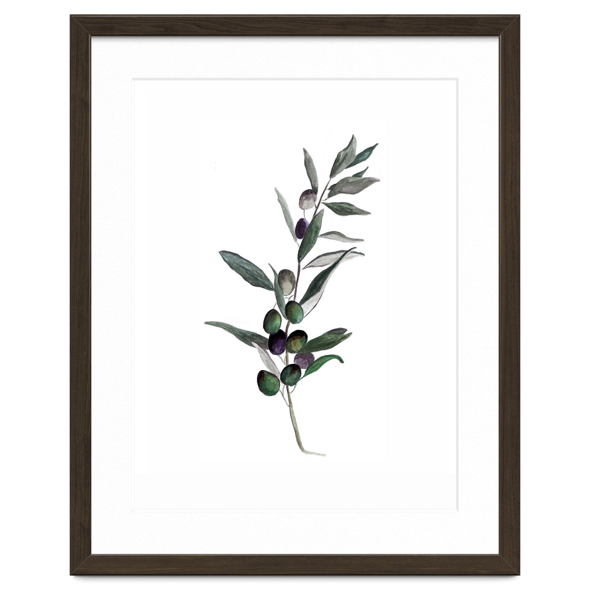 Botanical Illustration Olive