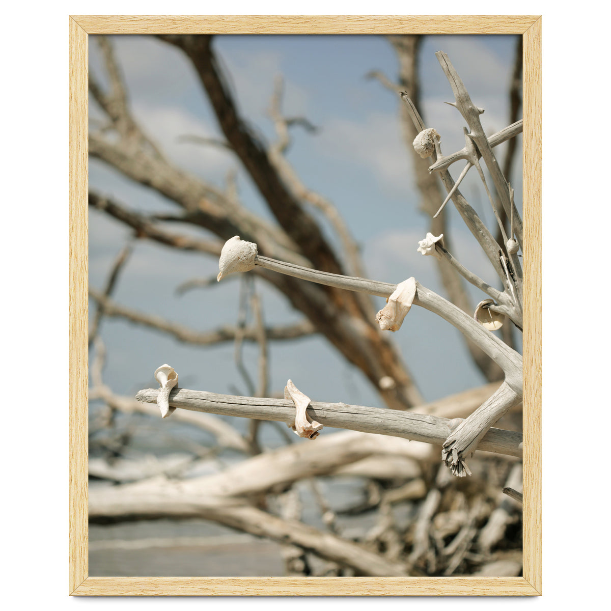 Seashells And Driftwood