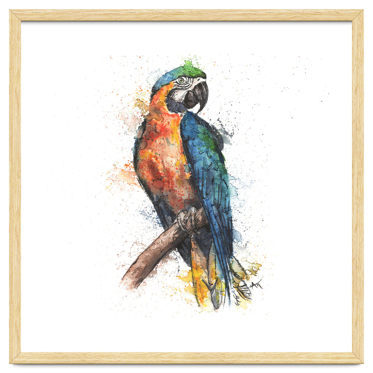 Parrot - Wildlife Collection