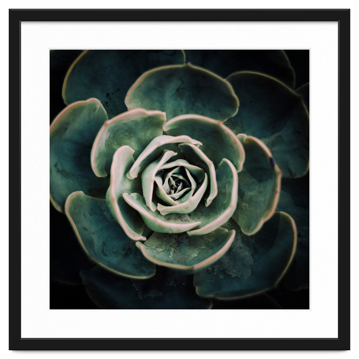 DARKSIDE OF SUCCULENTS IV-A