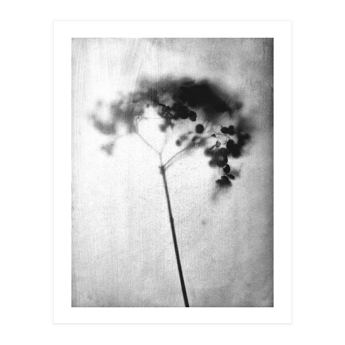 Hydrangea (Print Only)