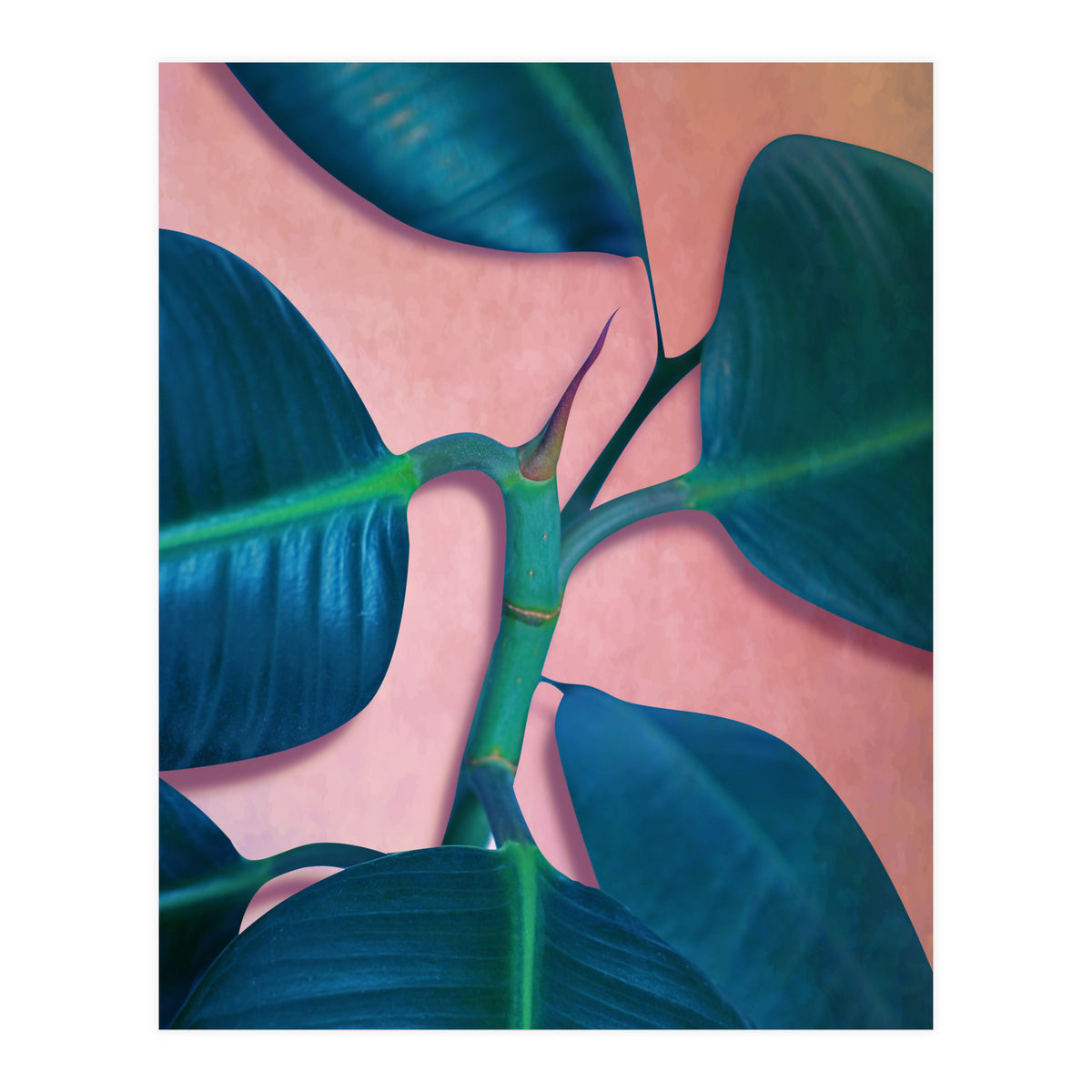 Ficus Elastica (Print Only)