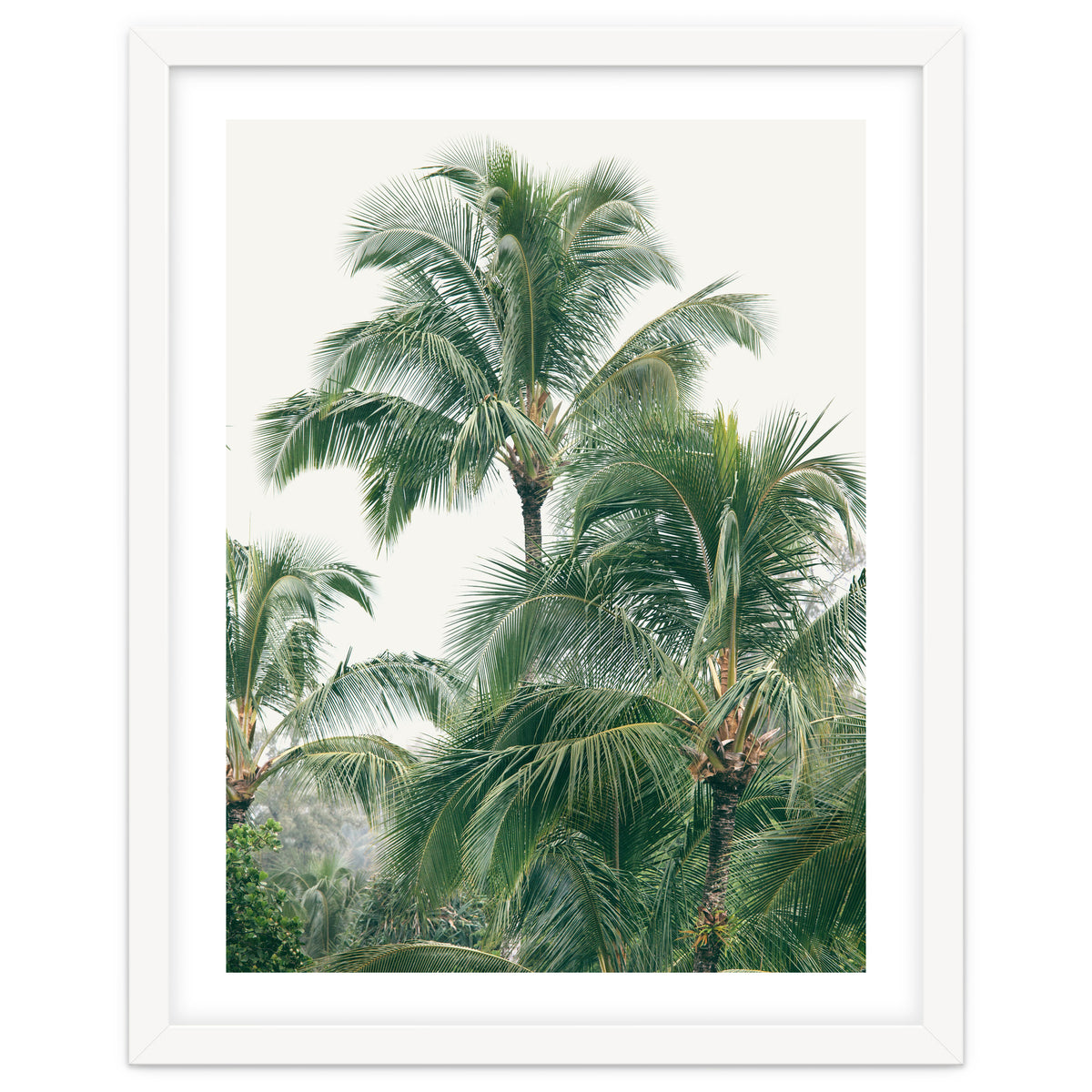 Lush Palm Trees