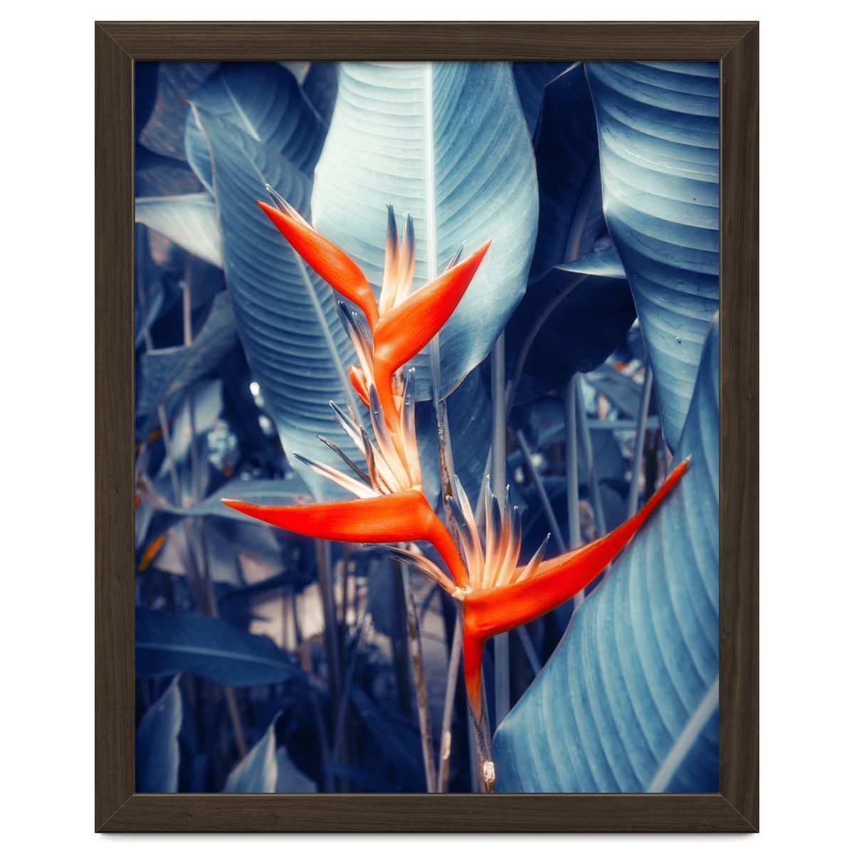 Parakeet Tropical Flower