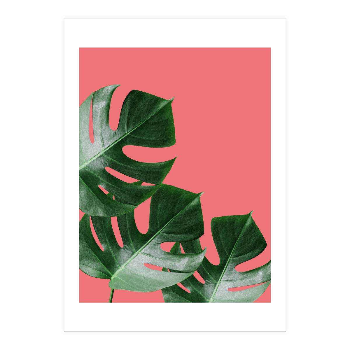 Tropical collage VI (Print Only)