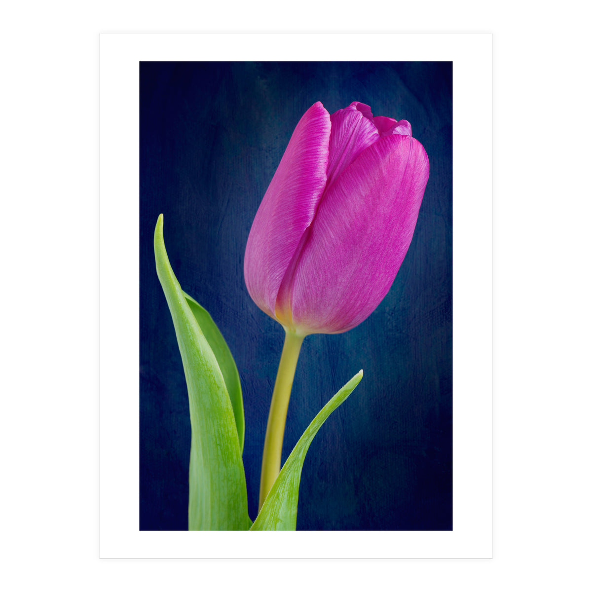 Tulip (Print Only)