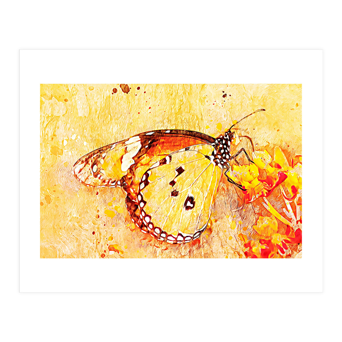 Butterfly On Aclepias (Print Only)