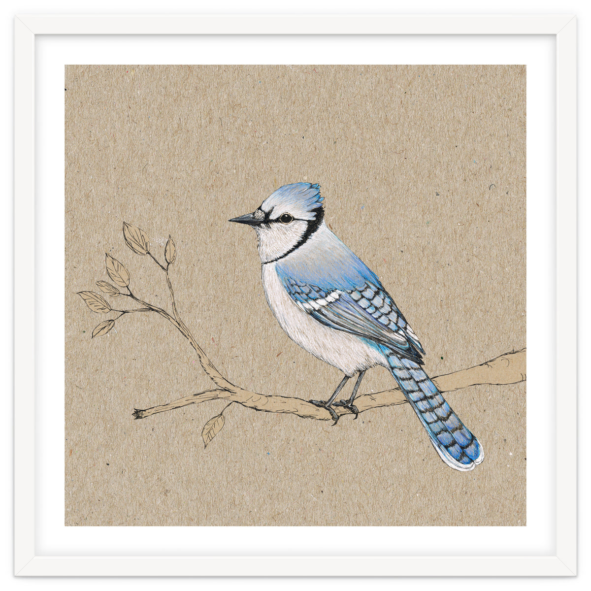 Blue jay