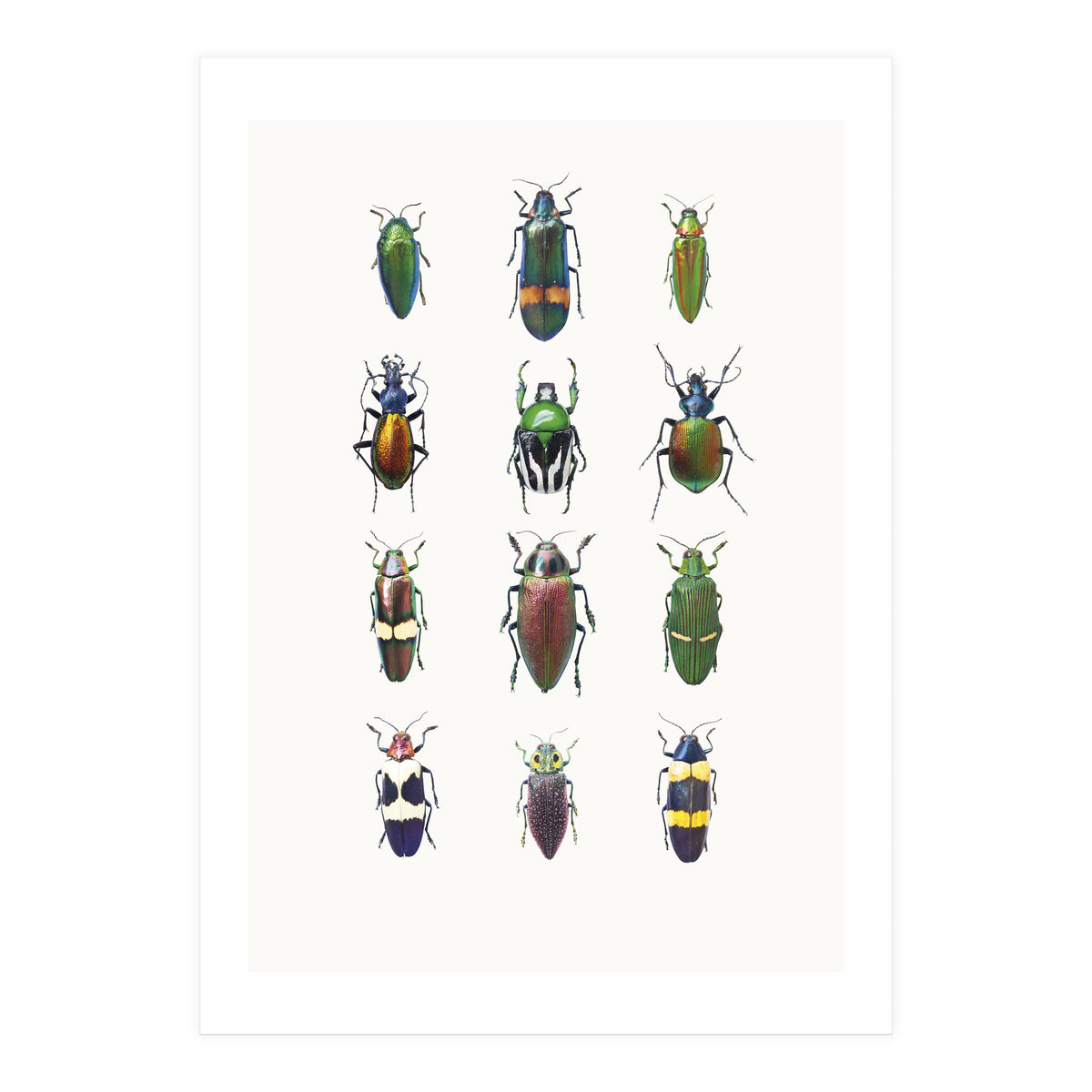 Cc Insects 03 (Print Only)