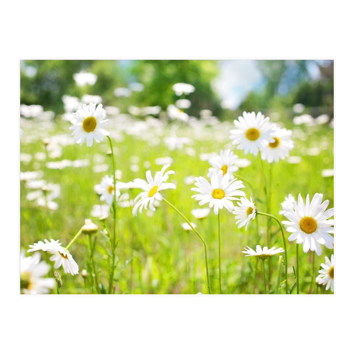 Flowers (Print Only)