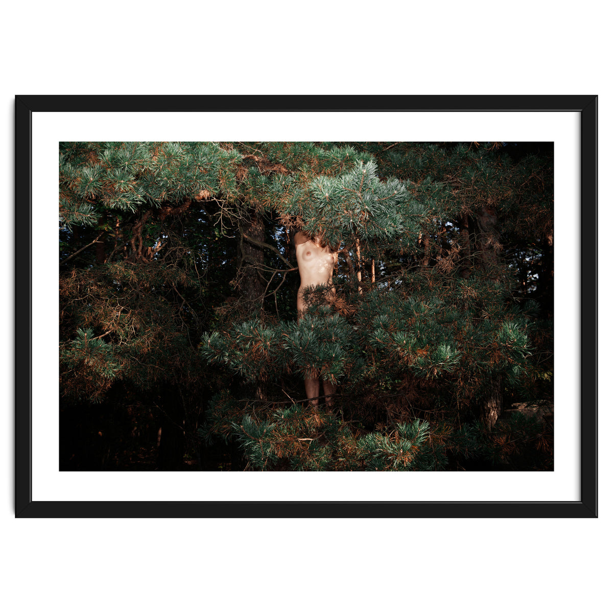 The Eyes of the Forest