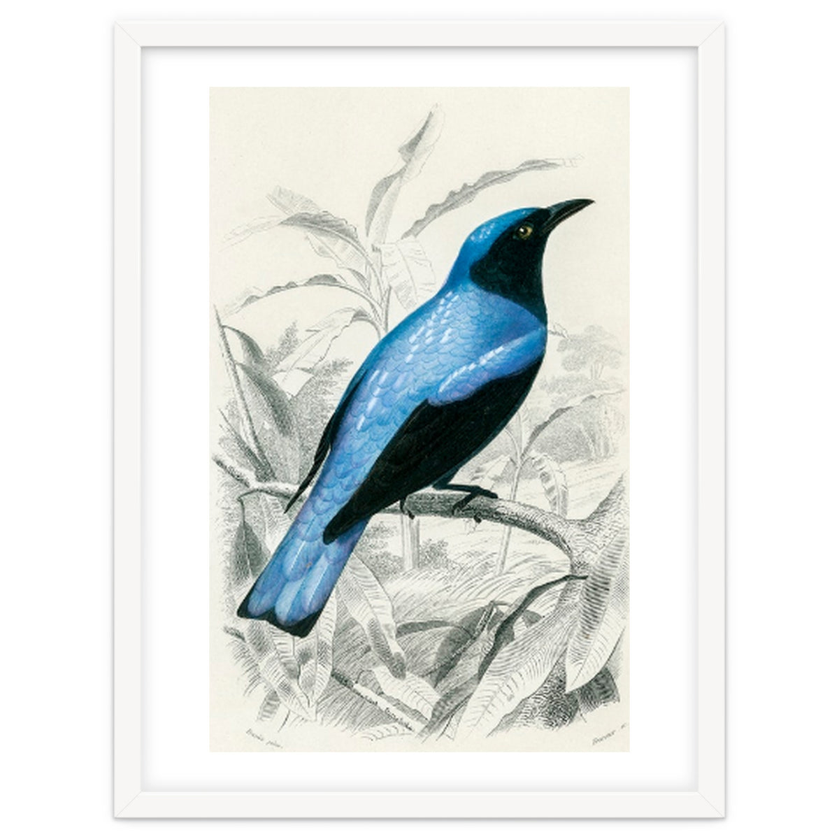 Square-tailed drongo illustrated
