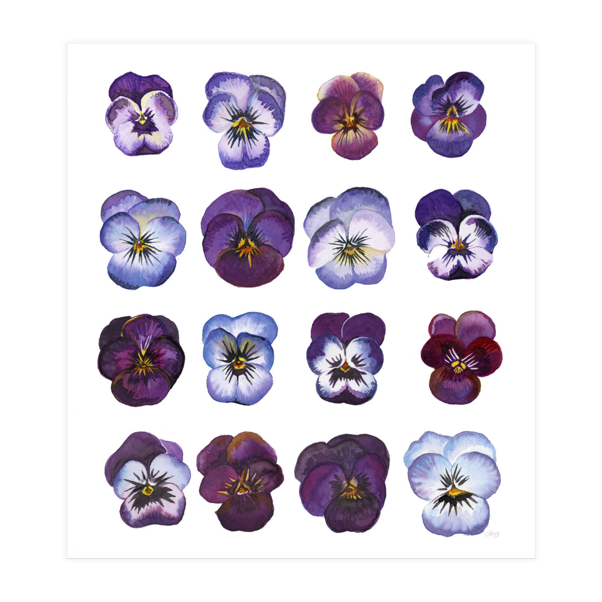 A Watercolour Study Of Violas (Print Only)