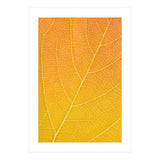Autumn Leaf (Print Only) thumbnail