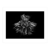 Backyard Flowers In Black And White No 49 (Print Only) thumbnail