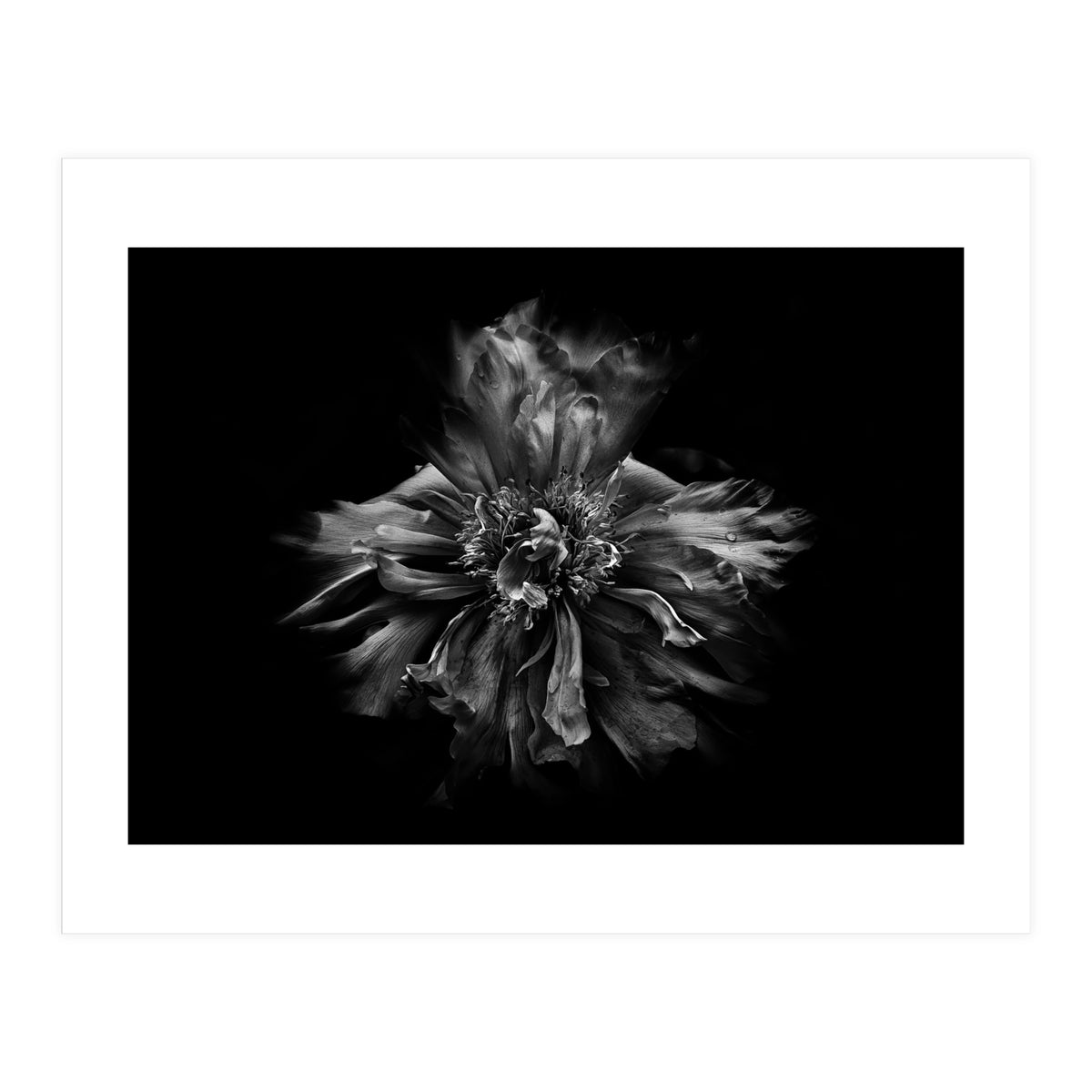 Backyard Flowers In Black And White No 49 (Print Only)