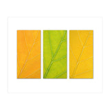 Autumn Leaves (Print Only) thumbnail