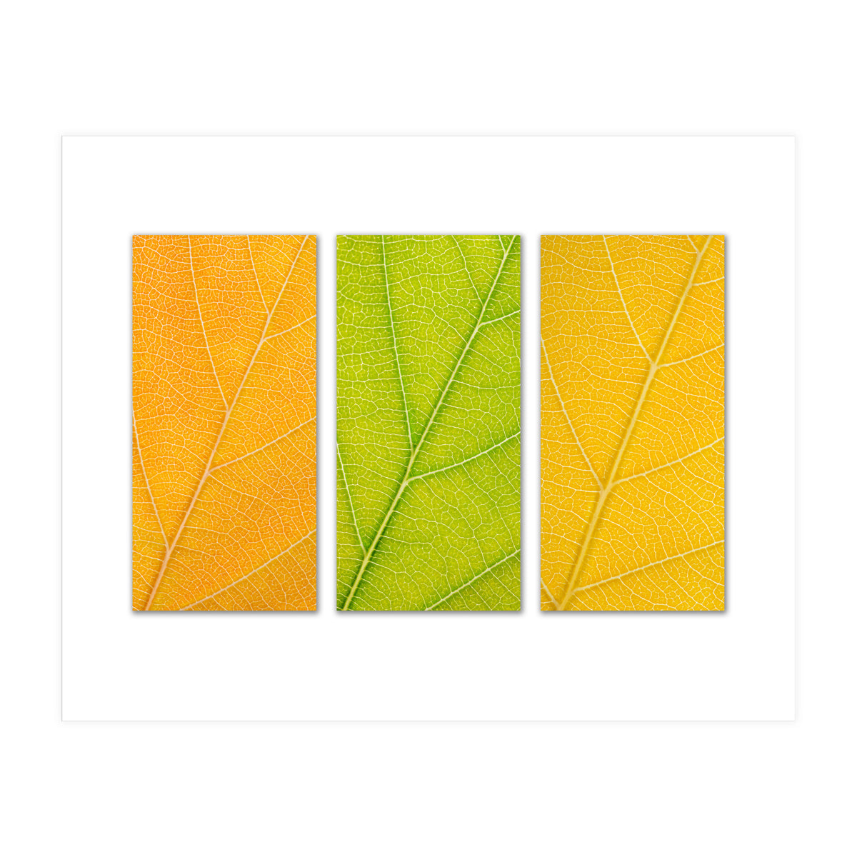 Autumn Leaves (Print Only)