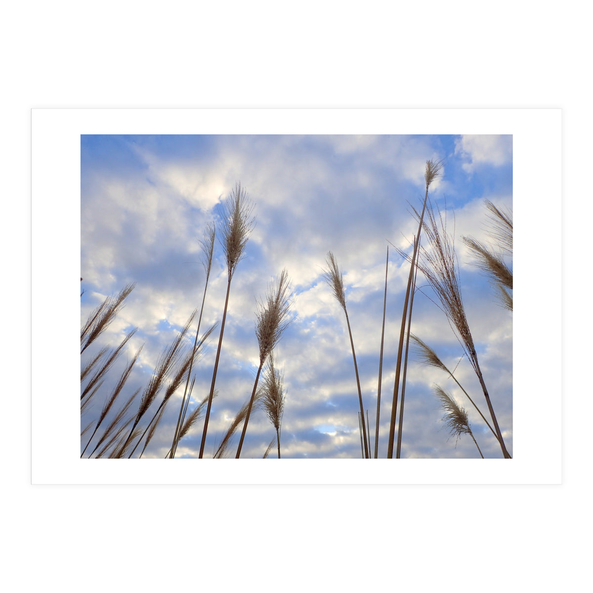 Autumn Grass (Print Only)