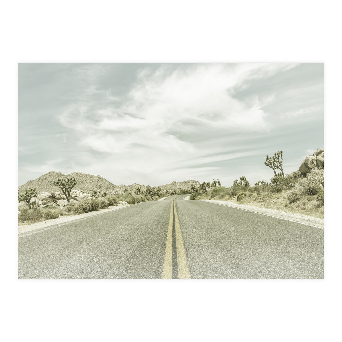 Joshua Trees, Park Boulevard | Vintage (Print Only)