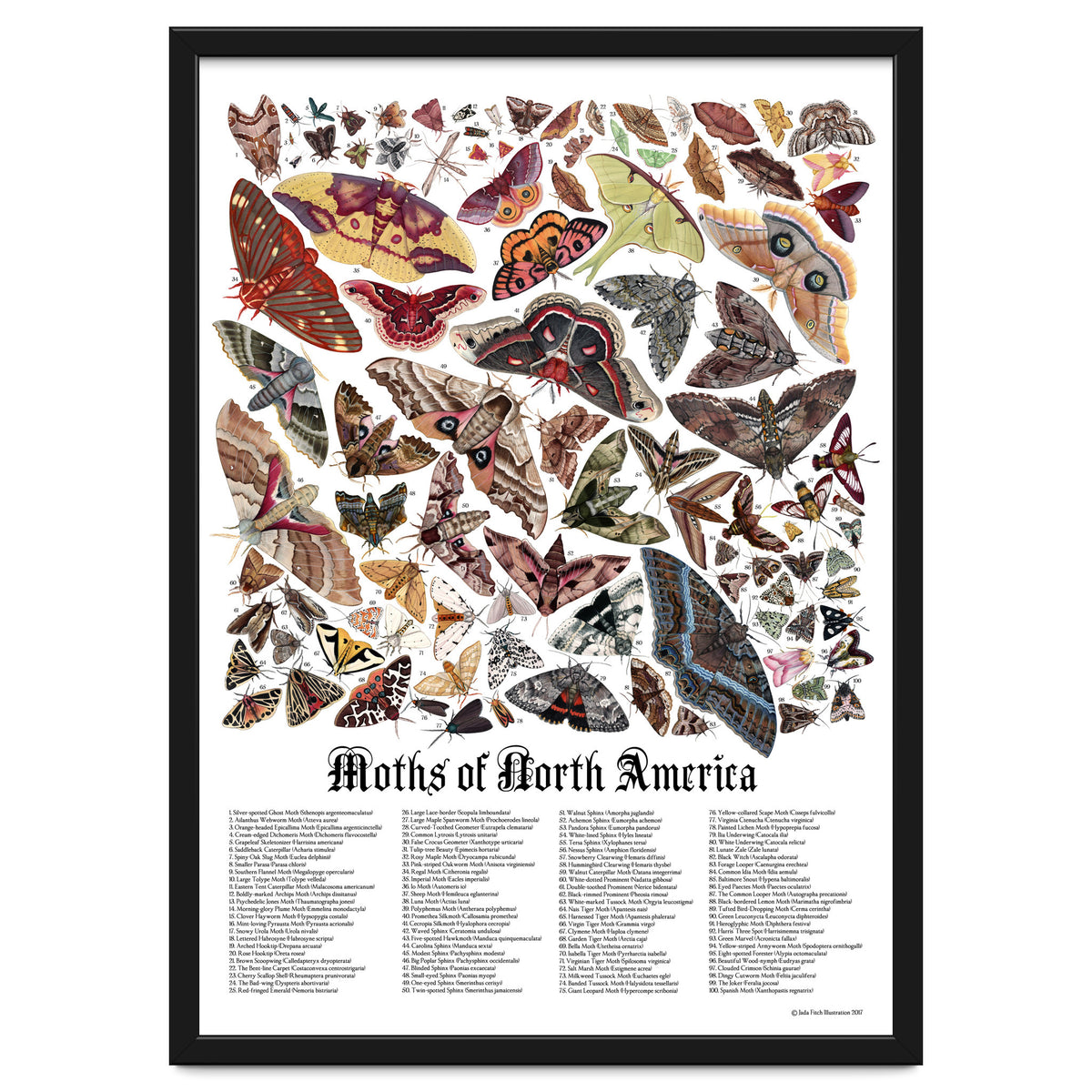 Moths of North America