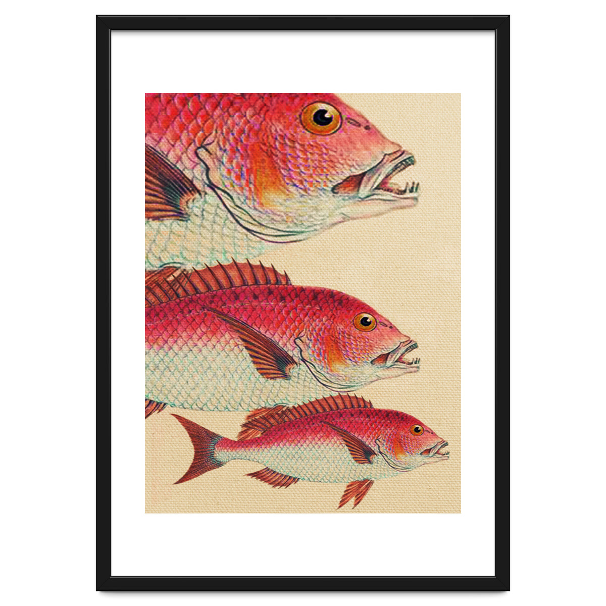 Fish Classic Designs 7