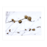 Winter Thistles (Print Only) thumbnail