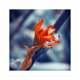 Ginger Flower (Print Only) thumbnail