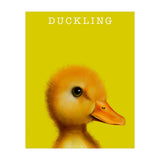 Duckling (Print Only) thumbnail