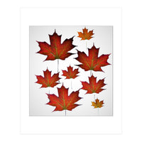 Autumn  leaves (Print Only)