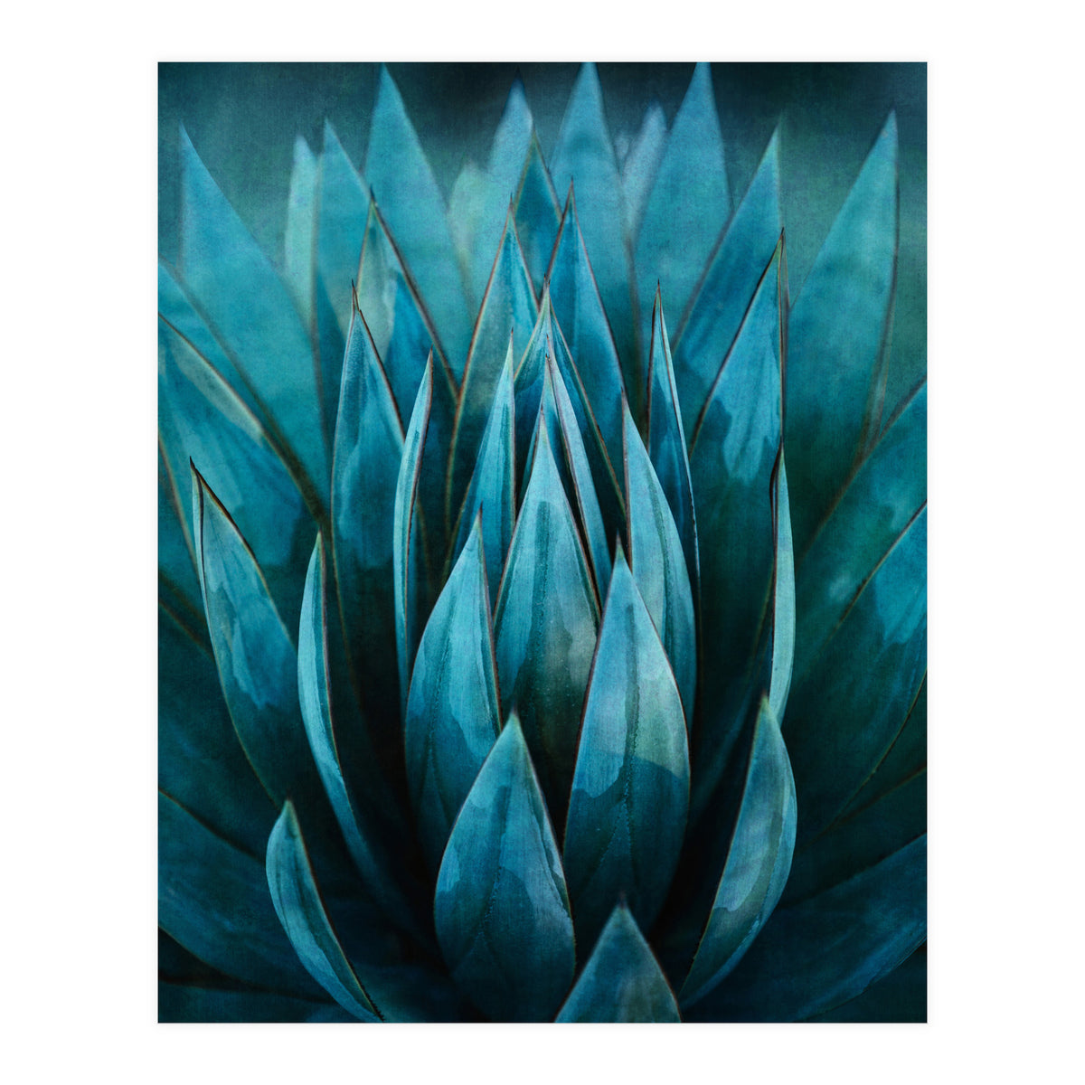 Blue Succulent (Print Only)