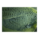 Hosta With Raindrops (Print Only) thumbnail