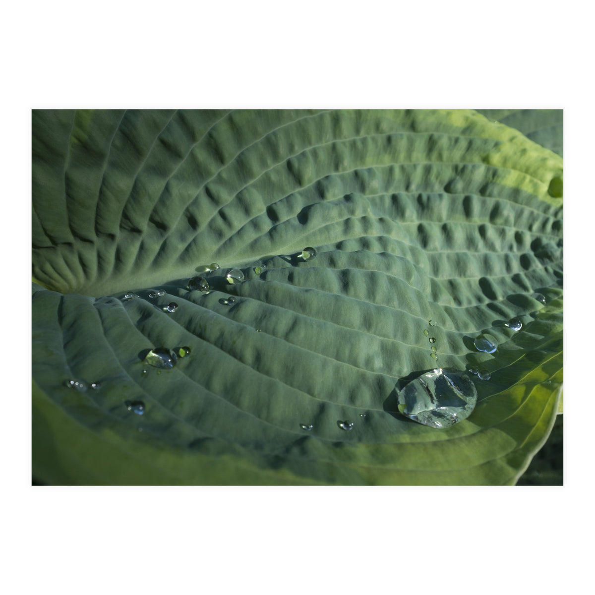 Hosta With Raindrops (Print Only)