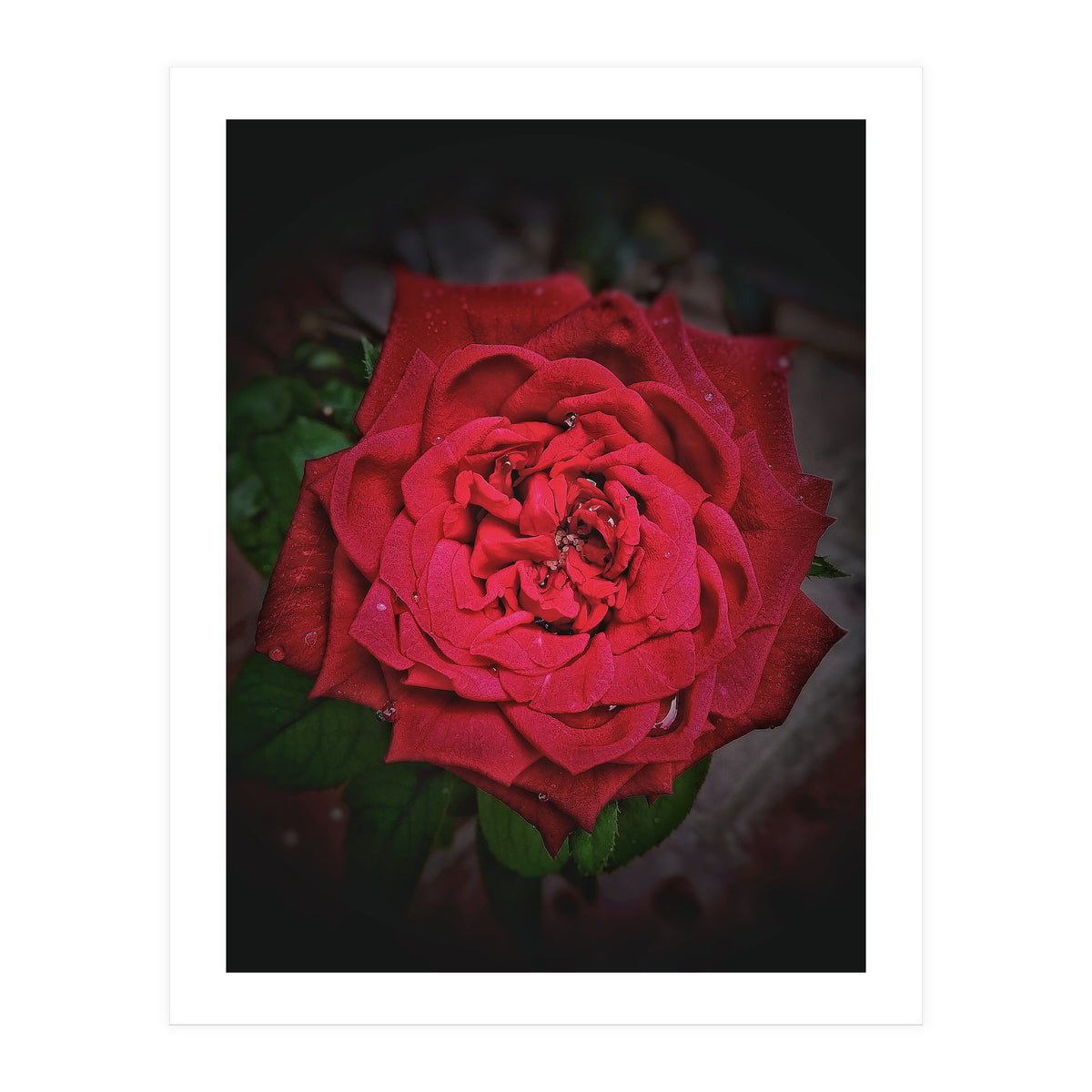 Red Rose (Print Only)