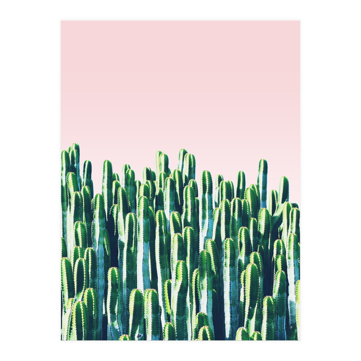 Cactus & Sunset I (Print Only)