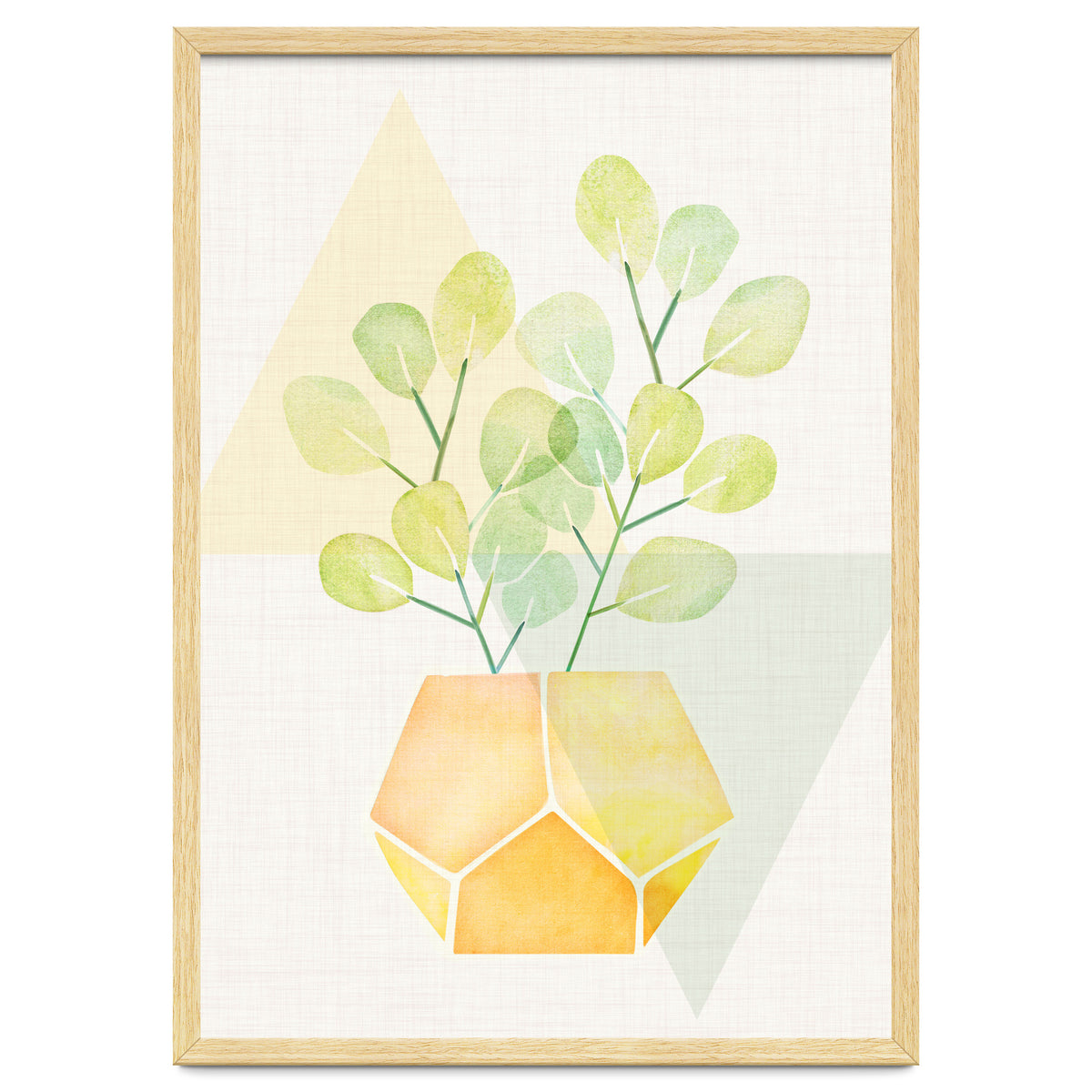 Geometry and House Plant