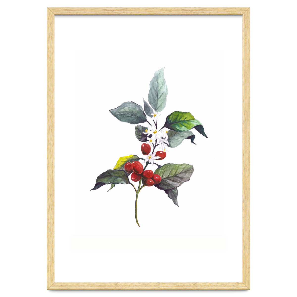 1 Botanical Illustration Kaffee Pflanze