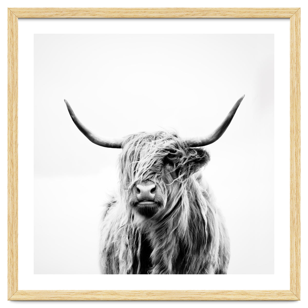 Portrait of a Highland Cow (Square Version)