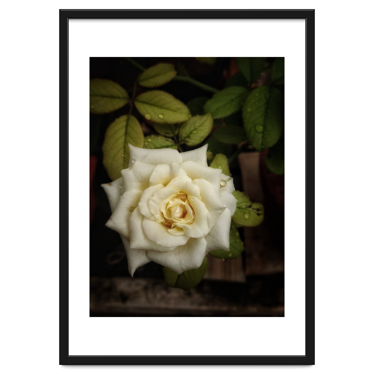 Beautiful Garden White Rose