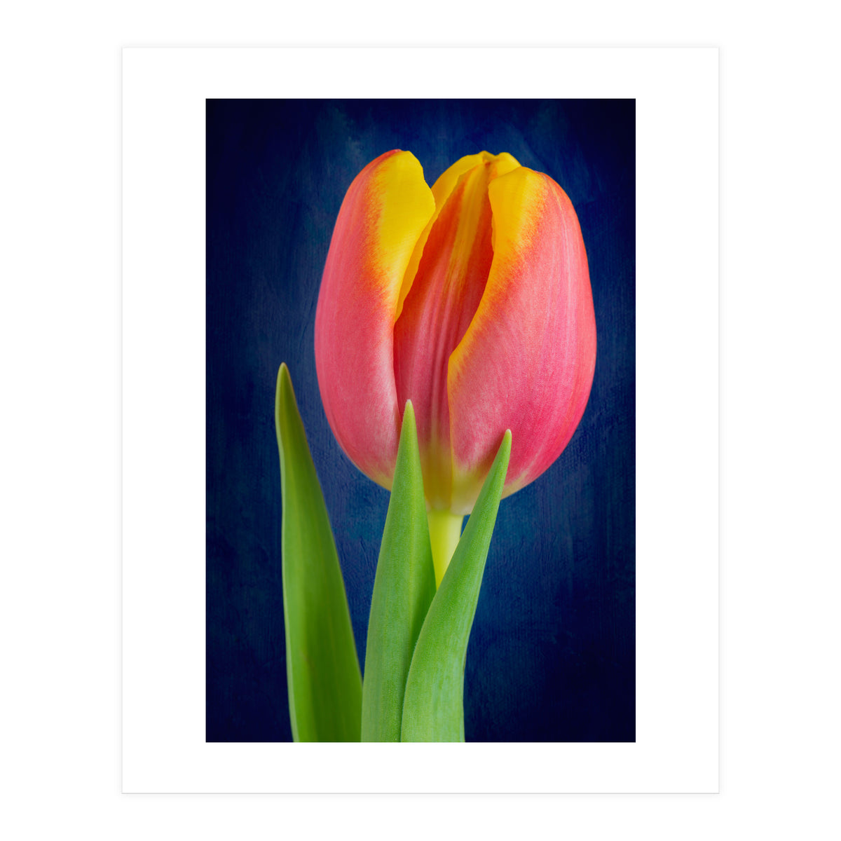 Tulip (Print Only)