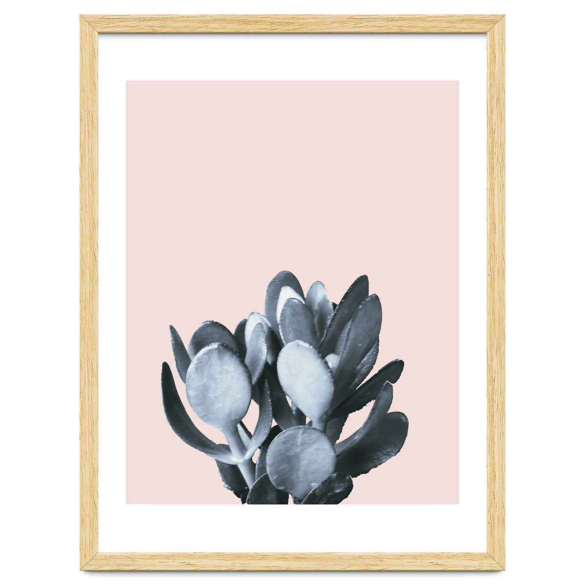 Cactus collection BL-II