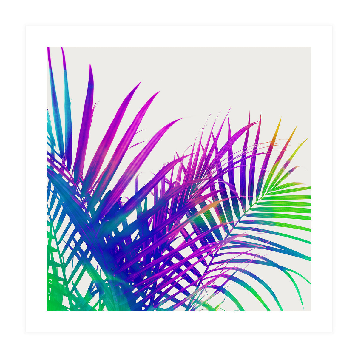 Colorful Palm (Print Only)