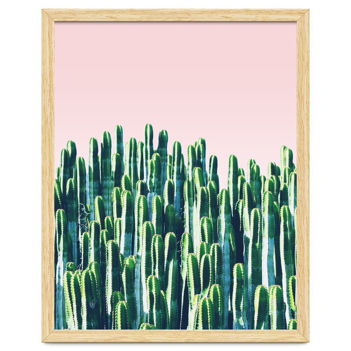 Cactus & Sunset II