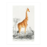 Giraffe illustration (Print Only) thumbnail