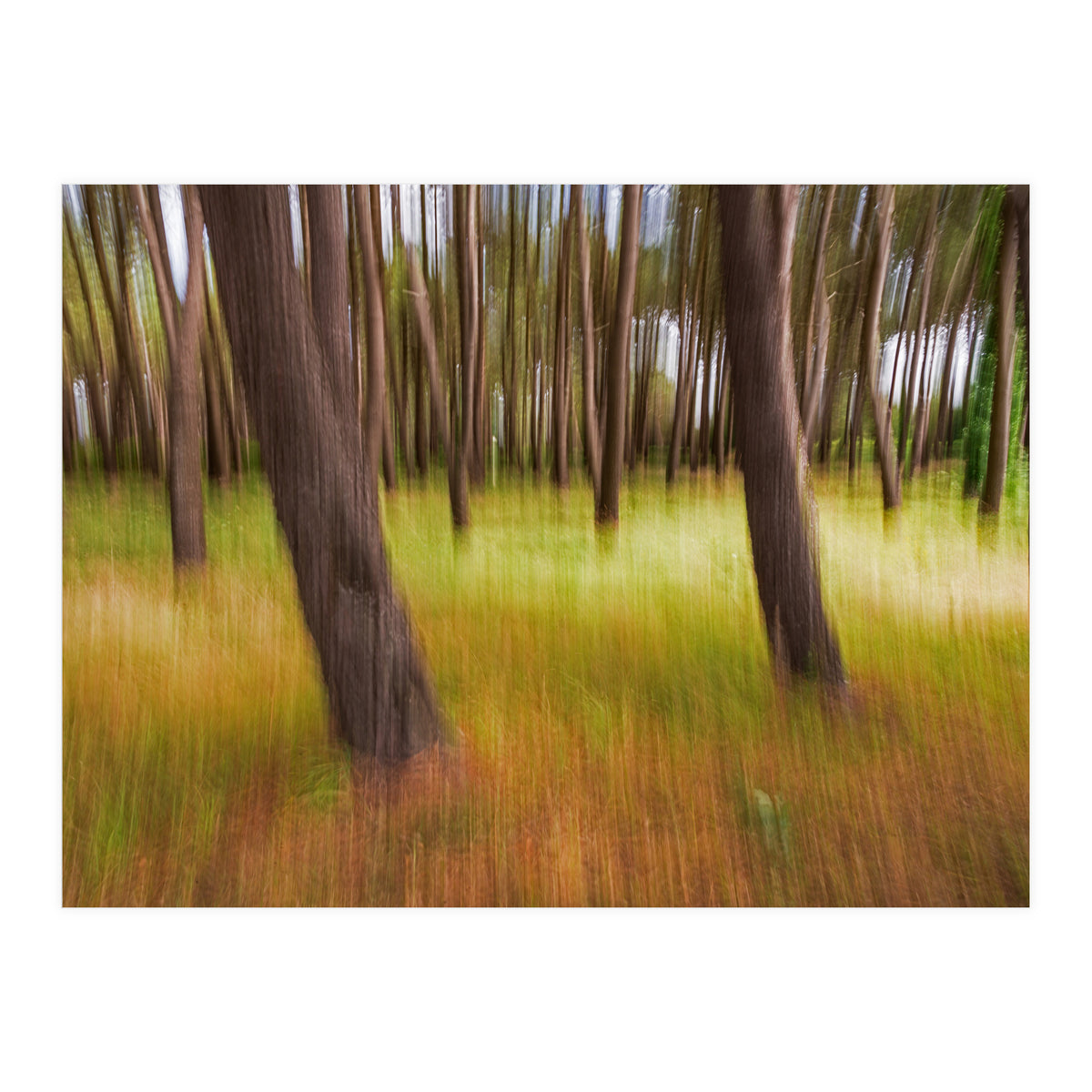 Amongst The Trees (Print Only)