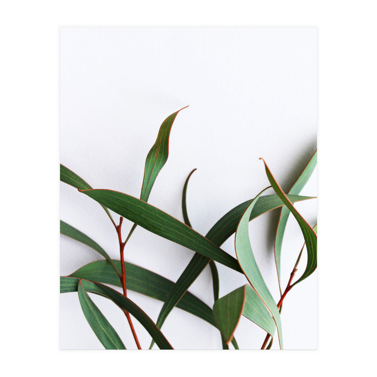 Green Eucalyptus leaves (Print Only)