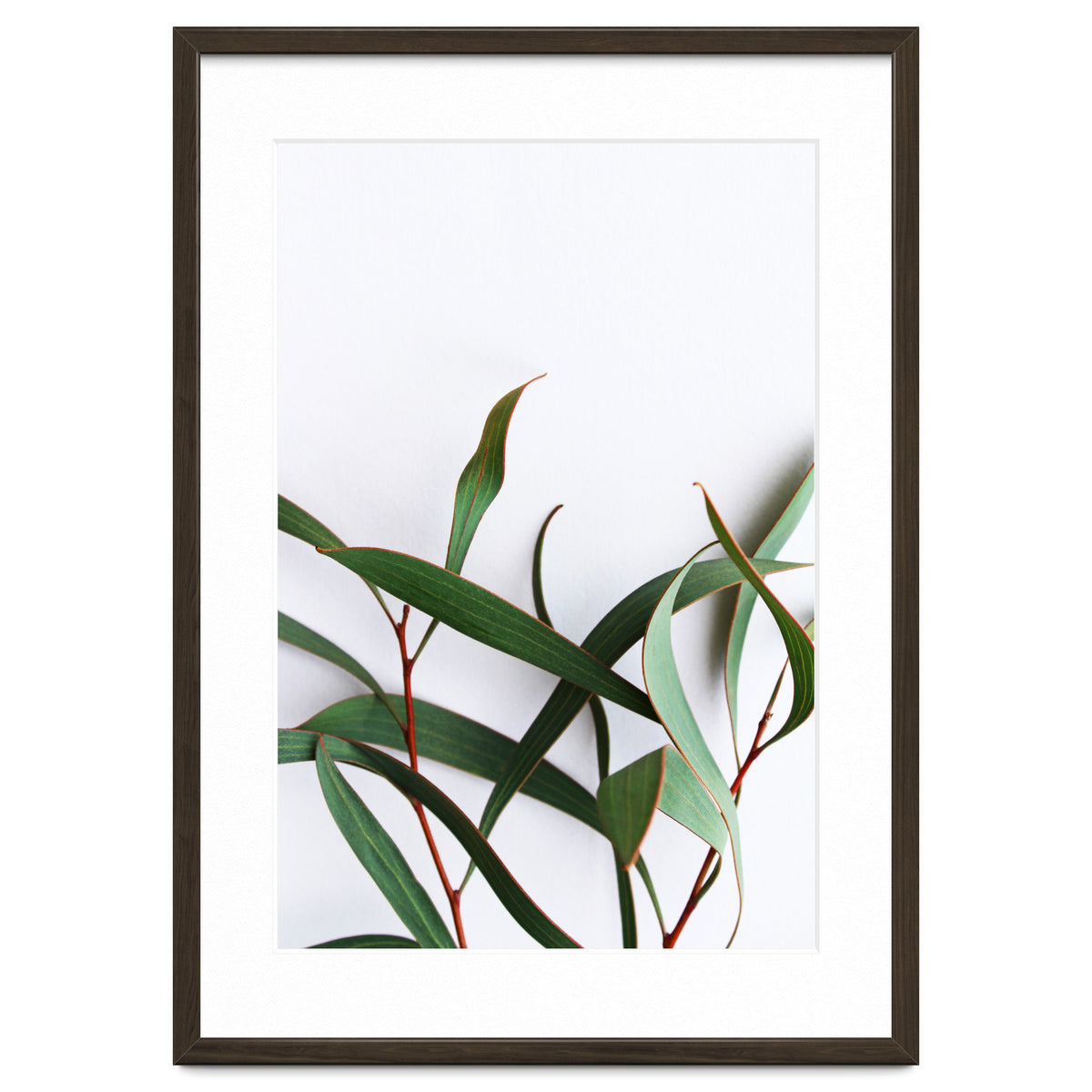 Green Eucalyptus leaves