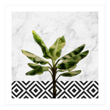 Banana Plant On White Marble And Checker Wall (Print Only) thumbnail