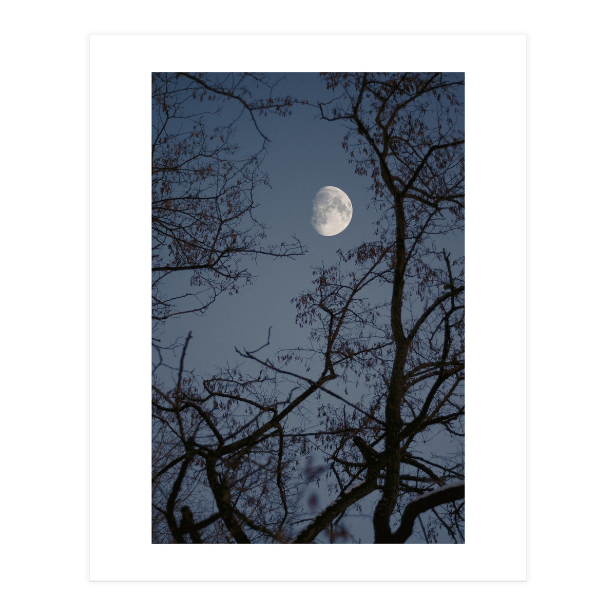 Howling (Print Only)